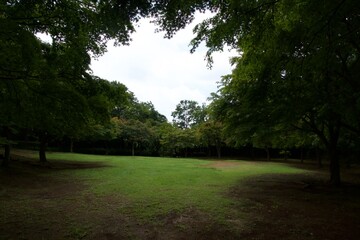 真夏の舞岡公園の風景　神奈川県戸塚区舞岡町