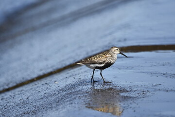 Dunlin over the Baltic Sea