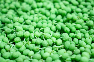 実山椒が一面に映っている写真