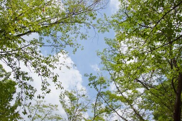 舞岡公園の景色　真夏　神奈川県戸塚区舞岡町