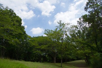 舞岡公園の景色　真夏　神奈川県戸塚区舞岡町