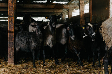 Black sheep flock in a pen on a farm