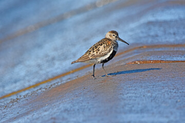 Dunlin over the Baltic Sea