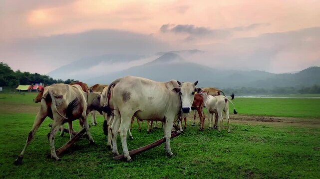 Cows grazing  grass in the foothills of Dalma hills alongside Dimna lake in Jamshedpur, Jharkhand in India 