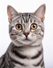 Obraz premium アメリカンショートヘアのポートレート（American Shorthair portrait on white background） 