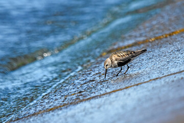 Dunlin over the Baltic Sea