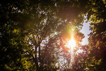 Sunlight filters through lush green leaves, casting golden hues and dancing shadows. The forest floor glows with tranquility, inviting a moment of peace and connection with nature
