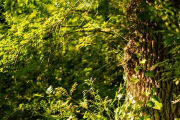 Sunlight filters through the forest canopy, casting a dance of light and shadow on a moss-covered tree trunk. The vibrant green leaves and textured bark create a serene, living tapestry of nature.
