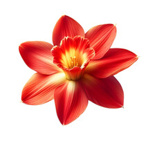 Obraz premium Single red daffodil flower on transparent background.