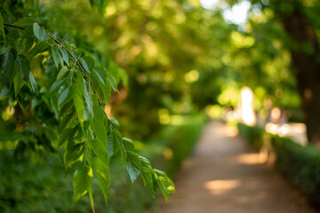 Amidst a sea of greenery, a winding path lies beneath whispering leaves. Sunlight dances with...