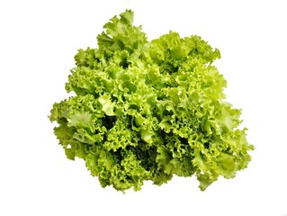 Lettuce plant on white background.Fresh lettuce plants are green 