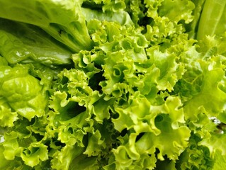 Lettuce plant on white background.Fresh lettuce plants are green 