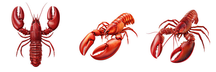 Illustration of three distinct red lobsters showcasing their unique features and claws.