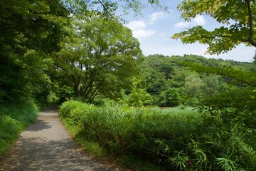 舞岡公園の景色　真夏　神奈川県戸塚区舞岡町
