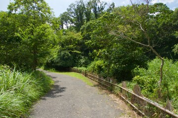 舞岡公園の景色　真夏　神奈川県戸塚区舞岡町