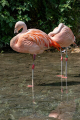 coppia di fenicotteri rosa