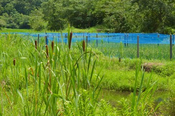 舞岡公園の景色　真夏　神奈川県戸塚区舞岡町