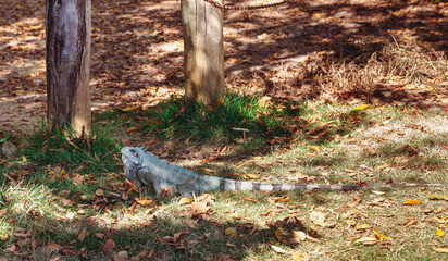 lagarto tomando sol no parque