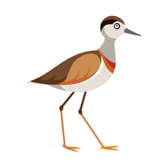 Obraz premium Illustration of Plover bird isolated on white