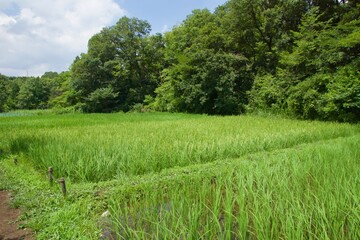 舞岡公園の景色　真夏　神奈川県戸塚区舞岡町
