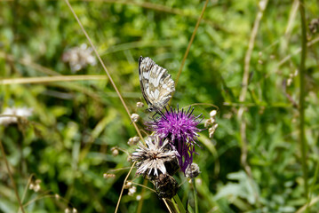 Marbled White (Melanargia galathea) butterfly sitting on a pink scabiosa in Zurich, Switzerland