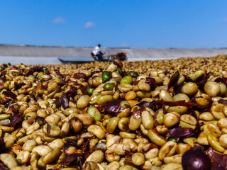 Coffee farmer drying coffee beans at plantation in the southern part of Minas Gerais state, the center of coffee production in Brazil.