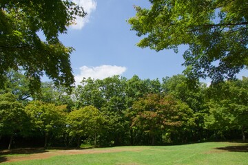 舞岡公園の景色　真夏　神奈川県戸塚区舞岡町