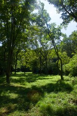 真夏の舞岡公園の風景　神奈川県戸塚区舞岡町