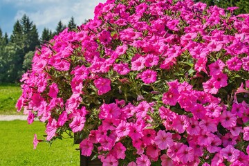 Pink petunia flowers in the pot . Summer garden inspiration for container plants.