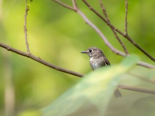 森の中で枝に留まって周りを見渡しているコサメビタキ