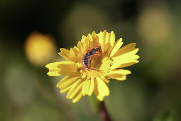 Earwig on a yellow wild flower