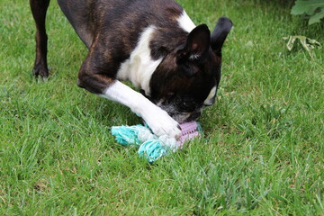 Dog playing with toy. Boston terrier.