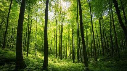 Fototapeta premium Lush verdant forest