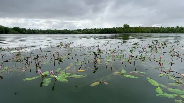 Polygonum amphibium (ahora considerada Persicaria amphibia) es una planta acu&aacute;tica en las aguas en calma en d&iacute;a de verano en el pantano de Ullibarri-Gamboa de la provincia de Alava, Pa&iacute;s Vasco, Espa&ntilde;a