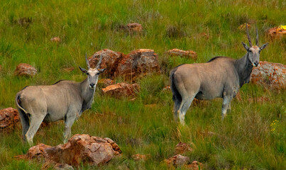 A pair of handsome Common Eland bulls (Taurotragus oryx) stand on a small kopje in Kraalkop Nature Reserve near Carletonville.
