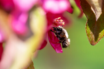 Spring. Small fluffy bee is sitting on pink flower, sticking its proboscis into it. Apple trees in bloom. Defocus, selective focus, blur