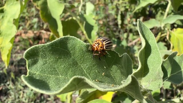 Colorado potato beetle Leptinotarsa decemlineata also known as the Colorado beetle, the ten-striped spearman, the ten-lined potato beetle, and the potato bug on leaf.