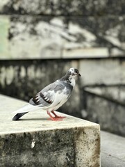 Pigeon on a step. Paris, France