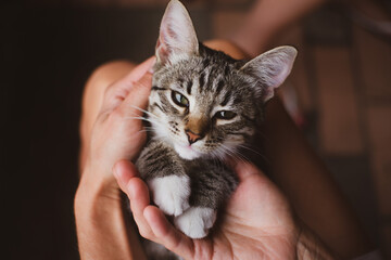 Cute little gray-brown tabby kitten with white paws and chest in a person's arms close-up, top view, soft focus