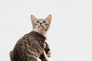 Fototapeta premium Cute little gray-brown tabby kitten in human arms close-up, soft focus