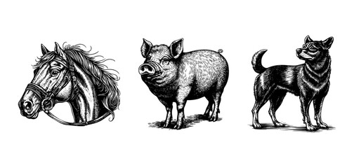 Vector illustration of a horse, pig, dog in the style of a black-and-white vintage engraving with detailed line and texture work, an elegant and refined drawing for print and design