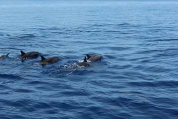 Dolphins swim gracefully in crystal clear ocean water, showcasing their beauty