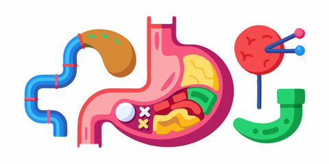 3D stomach vector set, esophagus icon kit, anatomy medical illustration, human internal organ. Sick abdomen, acid digestive ache, gastric digestive system on white. 3D stomach pain biology clipart