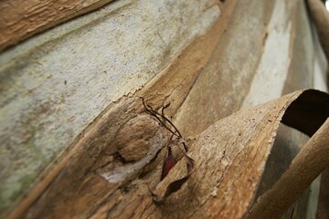 Close-up of eucalyptus tree bark