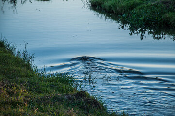 Large rodent swimming in the river