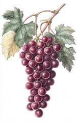 Fototapeta premium Detailed Botanical Illustration of a Grapevine with a Cluster of Ripe Red Grapes and Green Leaves, Emphasizing Natural Beauty and Texture in Traditional Botanical Art