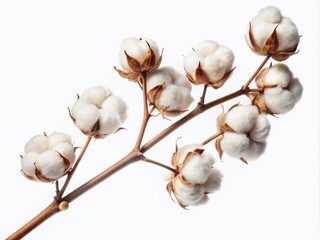 Delicate, wispy cotton branch adorned with soft, puffy white flowers, isolated on a pure white background, evoking a sense of simplicity and rustic elegance.
