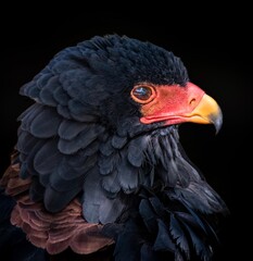 Posado de águila volatinera 