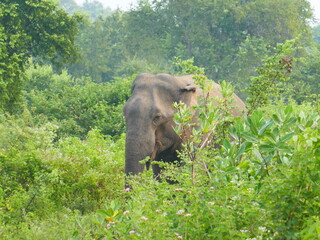 Udawalawe Nationak Park au Sri Lanka