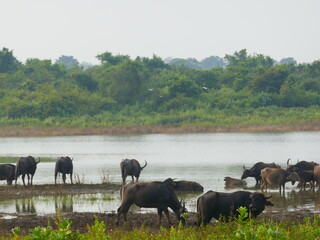 Udawalawe Nationak Park au Sri Lanka